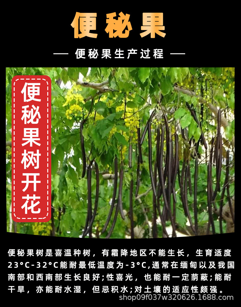 Bian Mi Gu Dried Cassia Fruit Pulp Seedless Slices 250g Traditional Herbal Decoction Ingredient overview