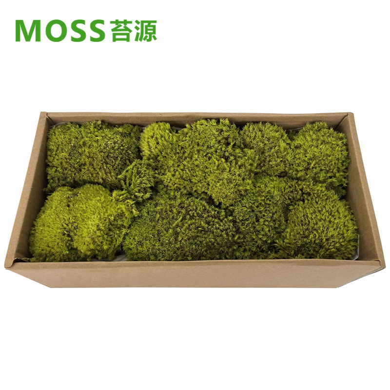 Musgo inmortal pelo blanco musgo gris grande planta verde pared flor seca Fondo pared planta pared musgo fuente