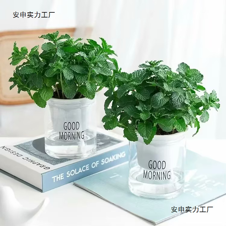 Mint Leaves Are Edible, Spearmint Is Easy to Grow, Potted Plants Are Suitable for Balconies, Other Neutral Plants Mint Leaves Are Edible, Spearmint Is Easy to Grow, Potted Plants Are Suitable for Balconies, Other Neutral Plants
