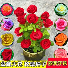 õ�廨 �N�� õ�� �ļ����NͥԺ�̨����ֲ���׻��ļ��_���羳