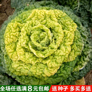 Yellow Heart Cabbage Seeds, Chinese Cabbage Chrysanthemum Core Seeds, Yellow Heart Cabbage, Huainan Specialty Vegetables Sown in Autumn