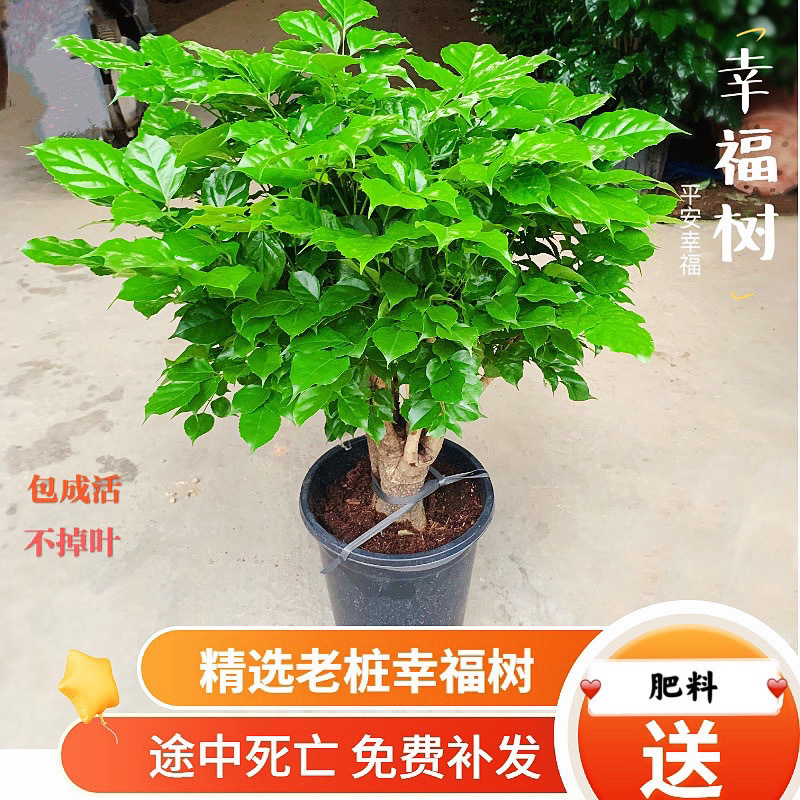 Large Potted Green Plant for Living Room, Peace Tree, Money Tree, Mosquito-Repelling Plant, Suitable for Opening or Housewarming, Floor-Standing New