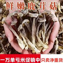 鹿茸姑脆脆菇干货鹿茸菌蘑菇菌姑香菇凉拌菜虫草花汤包煲汤食用菌