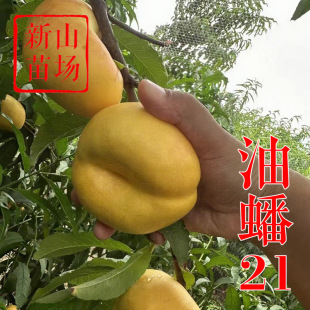 �����N�硾�����21�����硿���״��Ի��ڷ��S�ⳬ�����