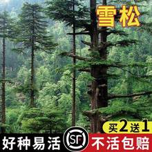 ѩ�ɘ�N���_�h��Ƥ�Rβ����ᘺ���ӡ�ȴ�����X���Aɽ�ɘ��ѷN��