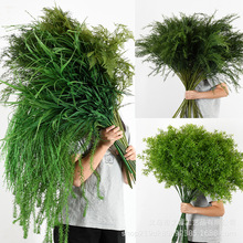 ����Gֲɭϵ�Gɫ�����~�ӻ�Y�õ���b�����ٻ��Gֲ�������ϻ�