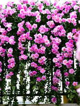 仿真蔷薇花墙面吊花假花藤条装饰塑料花藤蔓植物绿植玫瑰墙壁造景