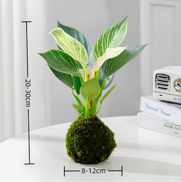 Musgo bola de junio nieve bonsai planta hidropónica acantilado modelado mini micro paisaje plantación verde de mesa interior pequeña maceta image 11