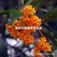 ���|�𻨘��絤�������ڼt���������tɫ�������Թ𻨝��㻨��