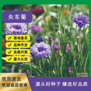 Cornflower Seeds Bloom in All Seasons, Gardening and Greening Plant Flower Seeds, Cold-Resistant Flower Seeds, Garden Flower Seeds