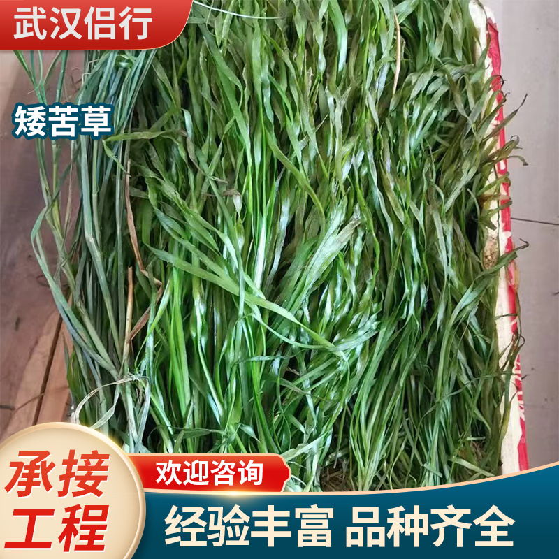苦草矮苦草池塘草苗亚洲水草耐寒批发沉水植物净化水质环境工程