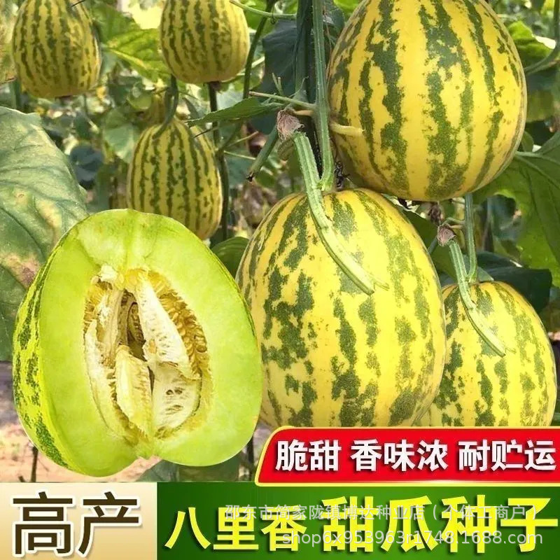 八里香甜瓜种子早中熟蔬菜瓜果种子籽特甜蜜瓜香味浓瓜类种子大全