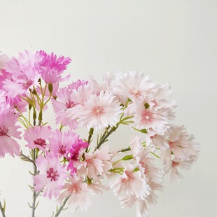 �Է�ɏ���滨�ɚ�ϵֲëʯ�� �Ҿ��b� �c��^�͹�ɫ�zӰ����