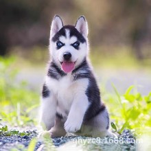 纯种哈士奇活体幼犬哈士奇三把火家养宠物犬哈士奇蓝眼睛二哈活物