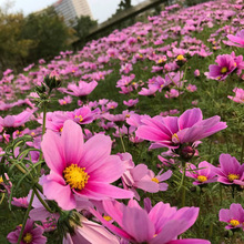 批发波斯菊野花组合花种子室外美化绿化四季播种开花庭院格桑花