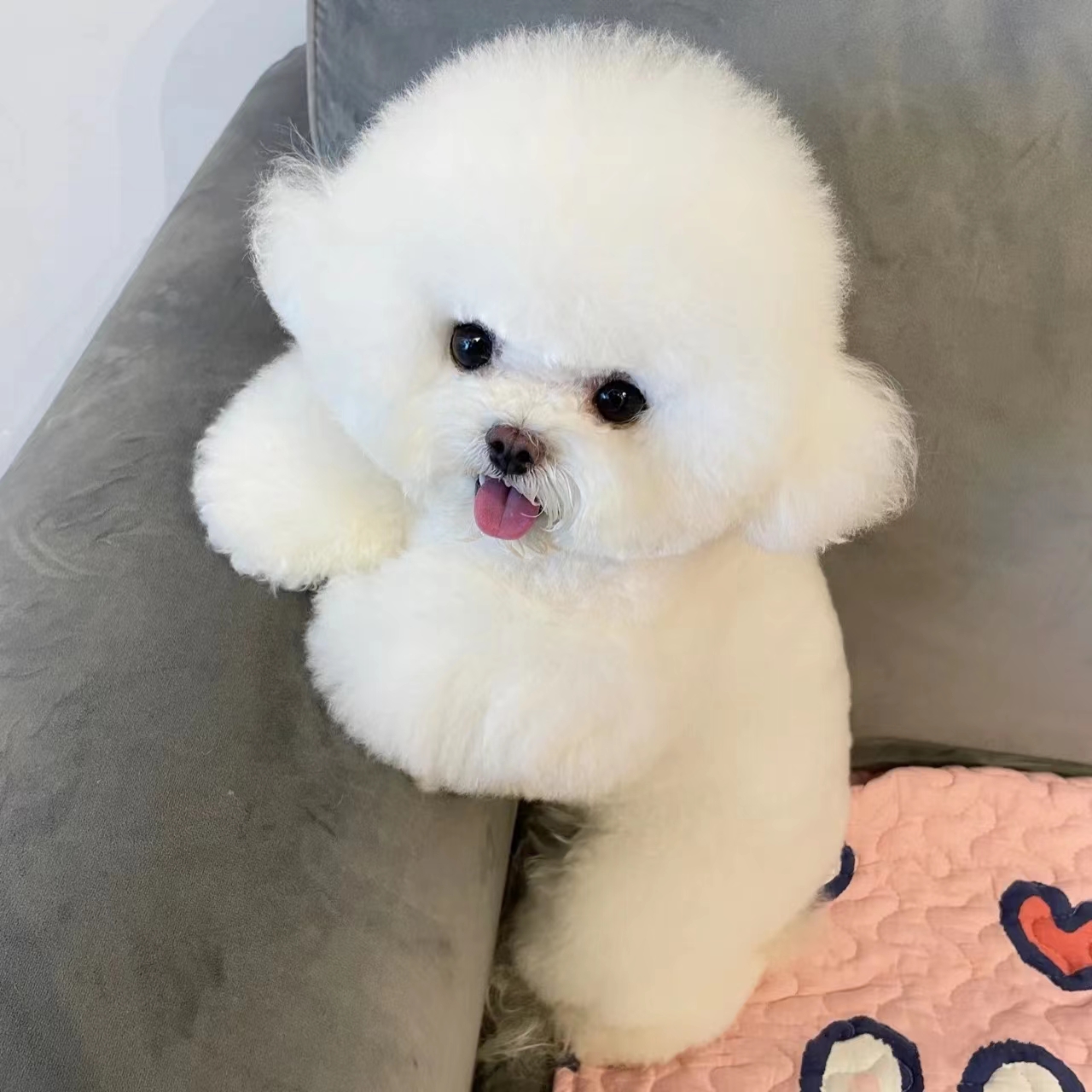 纯种比熊犬