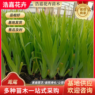 Aquatic Iris Wetland Park Iris Seedling Road Park Ornamental Flower Community Landscaping Vegetation Iris