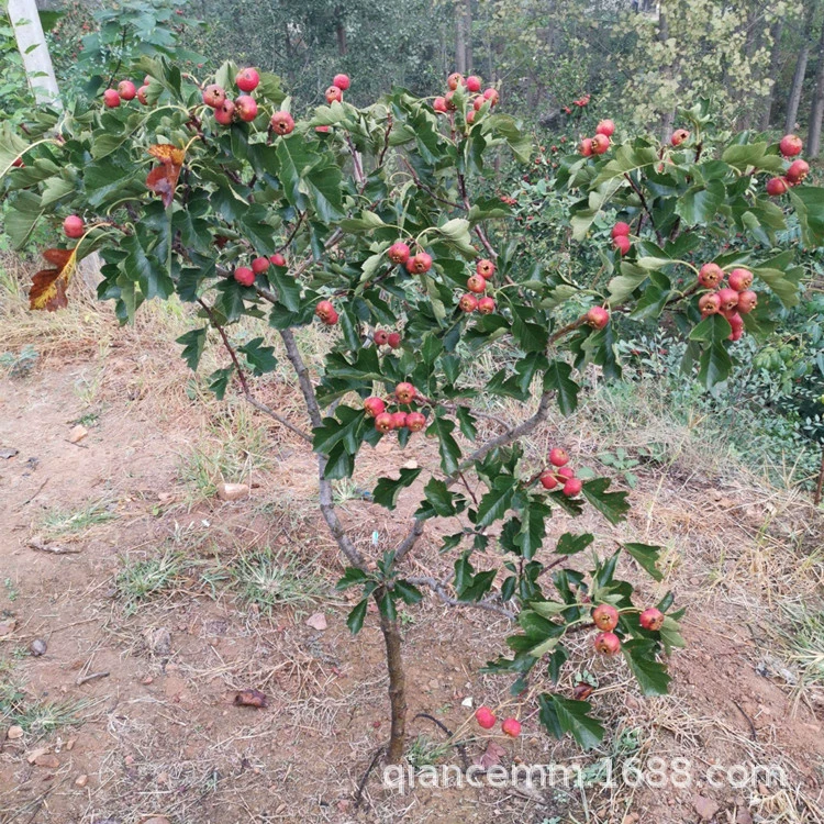 Боярышника Живая рассада Прививка Посадка в горшке в Южном Северном дворе Посадка очень больших фруктовых деревьев Результаты рассады боярышника года