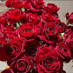 One Piece of Drop-Shipping Red Velvet Rose Seedlings Blooming Multi-Headed Red Roses Courtyard Four-Season Potted Green Plants and Florals