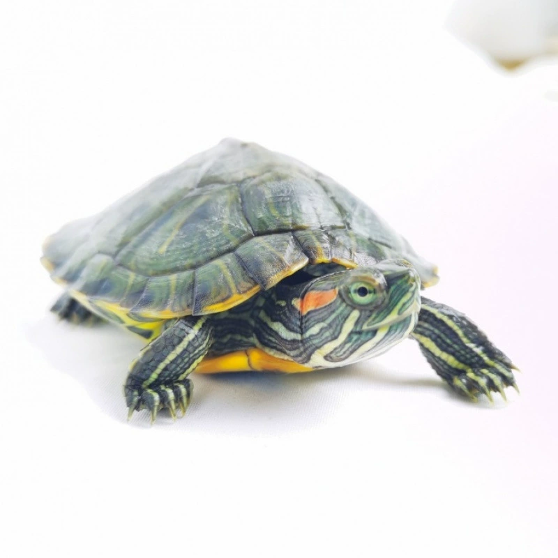 Счастливая бразильская черепаха, живая мини-пара черепах, живая золотая домашняя черепаха, декоративная Амазонка