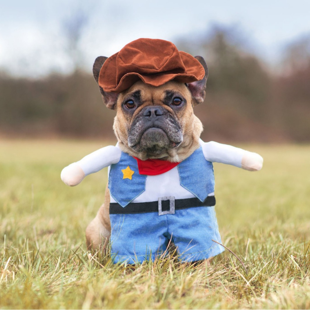 Transfronterizos Halloween mascotas piratas disfraz de gato pequeño y medio perro extraña ropa de mascotas al por mayor