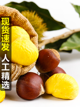 云南新鲜板栗生5斤大栗子农家当季去刺毛油栗嫩板栗锥栗整箱包邮9