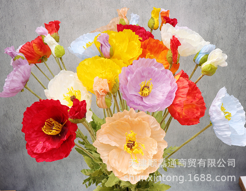 大虞美人.jpg