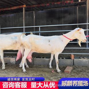 ��ɽ����� �_����ɽ�������u�� ��ɽ�������Bֳ