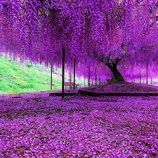 Wisteria Saplings Climbing Vines Climbing Courtyard Florals Four-Season Flowering Plants Old Pile Potted Flower Seedlings Vines Purple Wisteria