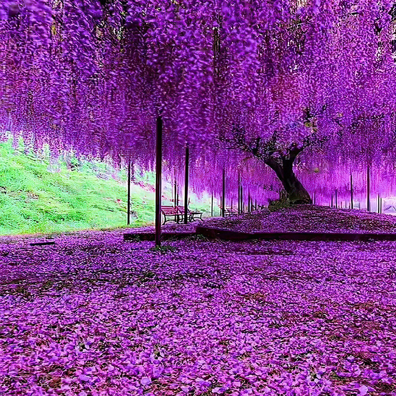 紫藤花树苗爬藤攀爬庭院花卉四季开花植物老桩盆栽花苗藤蔓紫藤萝