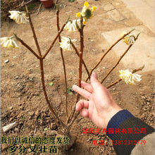 结香树苗盆栽花卉盆景结香花苗地栽 打结花苗 庭院栽植树苗