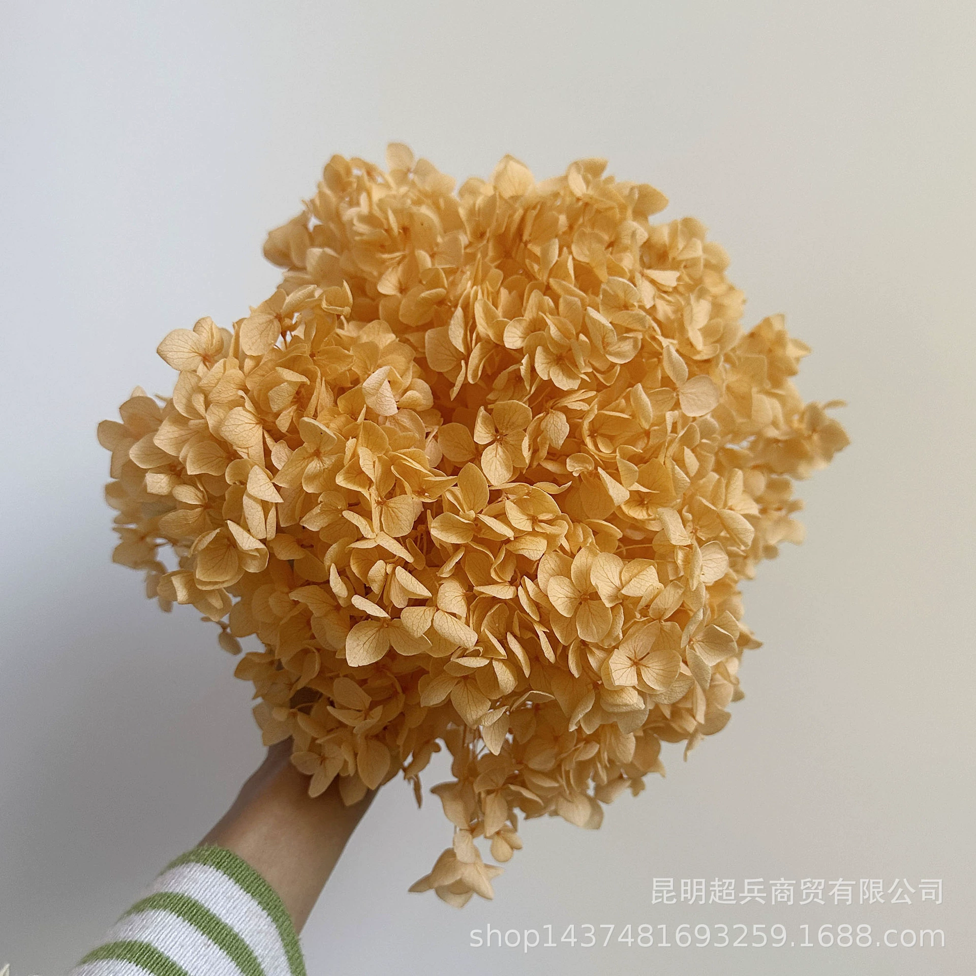 [Вечная Life Flower Hydrangea] Анна Градиентный цвет Лист Hydramid Книга цветов оптом DIY цветочная коробка материал для просмотра