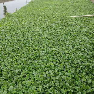 ���ش������lˮ���J�P���{ˮ��ɏ���|ˮ��ֲ��Ʒ�N�Rȫ