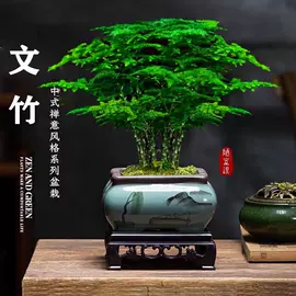 盆景;女士手提包;女士斜挎包