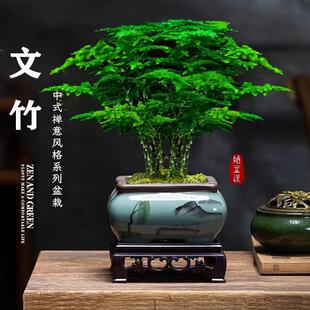 Asparagus Potted Indoor Cloud Bamboo Hydroponic Plant Office Desktop Small Green Plant Easy to Maintain All Year Round Chinese Zen Bonsai
