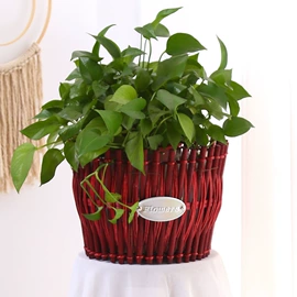 收纳篮/筐;植物工艺品;壁挂、壁饰