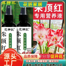 朱顶红专用营养液催花箭促开花延花期防黄叶免稀释肥