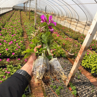 Yunnan Purple Bougainvillea Seedlings Potted Double-Petaled Chinese Red Pictorial Cuttings Office Balcony Blooms in the Same Year