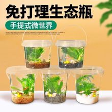 生态瓶微景观DIY小鱼手提塑料淡水冷水观赏鱼虾螺真水草活体学校