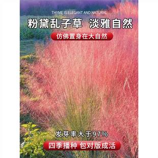 Fendai Grass Seeds Flower Seeds All Year Round Flower Seeds Courtyard Outdoor Landscape Hairy Grass Seeds