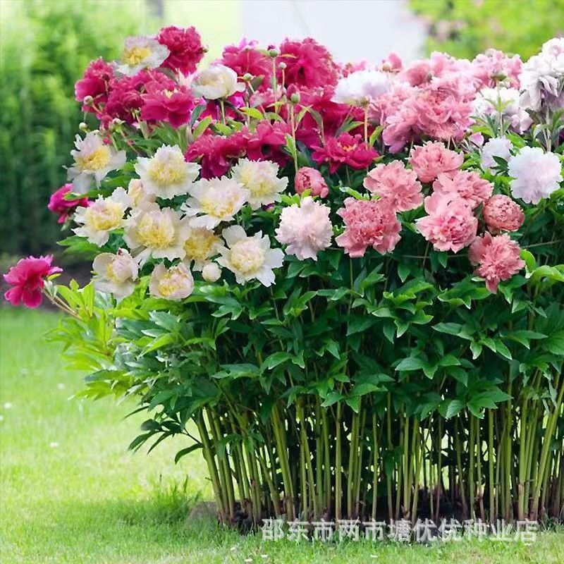 花卉种子毛地黄芍药报春花种籽好看易种阳台庭院种植花种籽