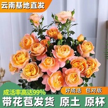 ���ֱ�l�W�¼������֭�̨������ͥԺ���Ի��@�����ļ��_����