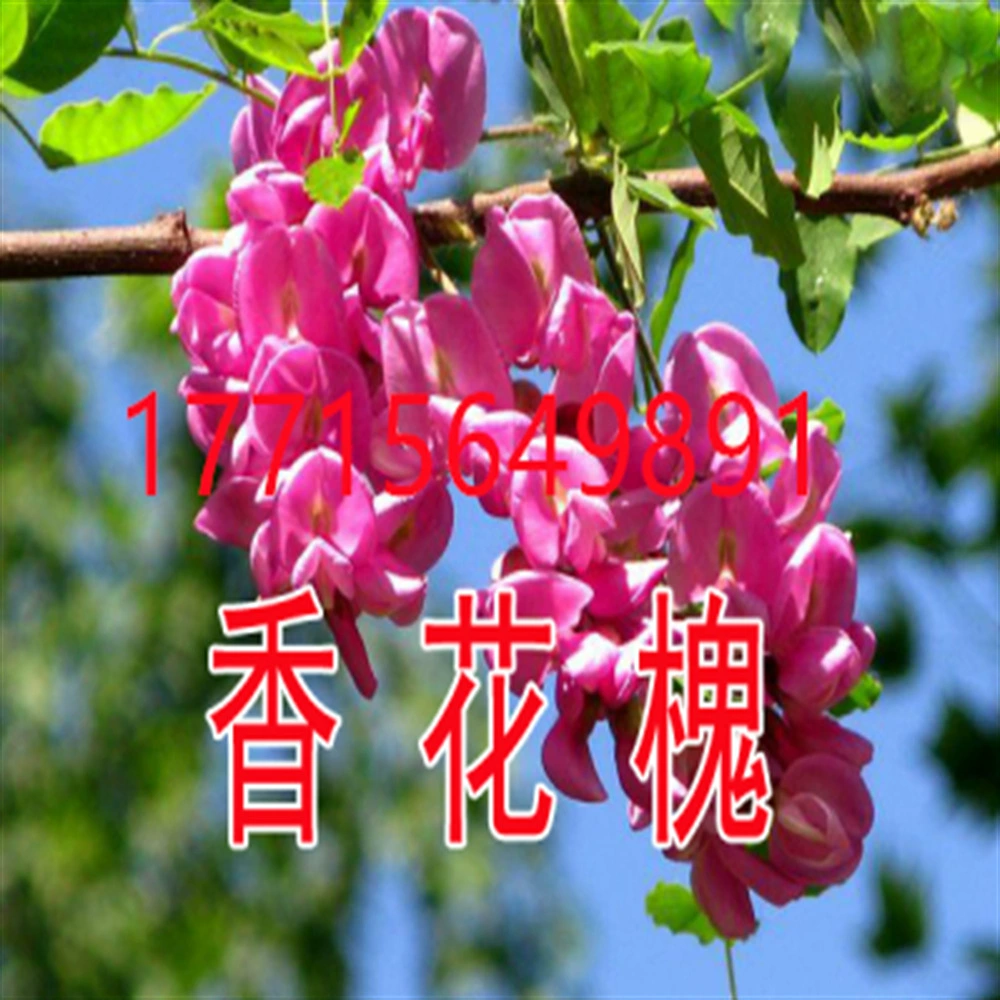 Саженцы робинии псевдоакации Саженцы робинии Шаньси Саженцы робинии псевдоакации