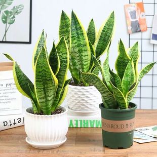 ��߅��Ƥ�m����ֲ���҃ȿ͏d���B��ݗ������ȩ�����՚⻢β�m�Gֲ