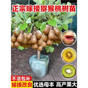 �޽ӫJ���Ҙ����t�ľG��ܛ���ͺ��ϱ��ļ��Nֲ����ͬ�����Ե���