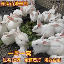 兔子 家兔小兔子活物比利时花兔小白兔健康好养活繁殖能力强
