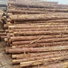 柳杉木方原木建筑木方源头工厂柳杉原木松树木板木条材料木材批发