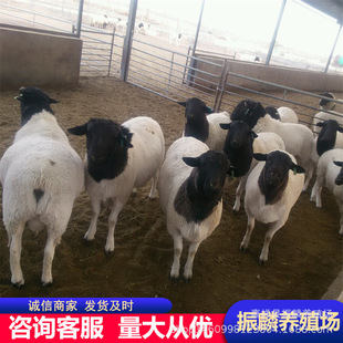 �Ų��d���m��Ȧ�B�� ��ֳ��̥���� ���^�Ų��d��r��