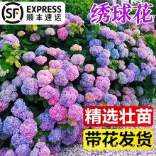 绣球花苗无尽夏四季开花绣球花盆栽带花庭院花卉室内植物花带花苞