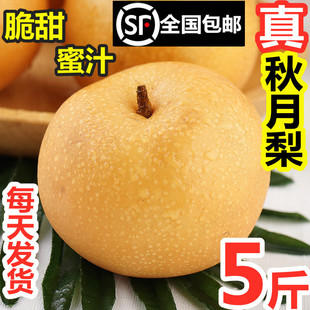 Laiyang Qiuyue Pear Fresh Fruit 5 фунтов хрустящих сладких и сочных, поднимая всю коробку с рок -сахарной подарочной коробкой груши Qiuyueue
